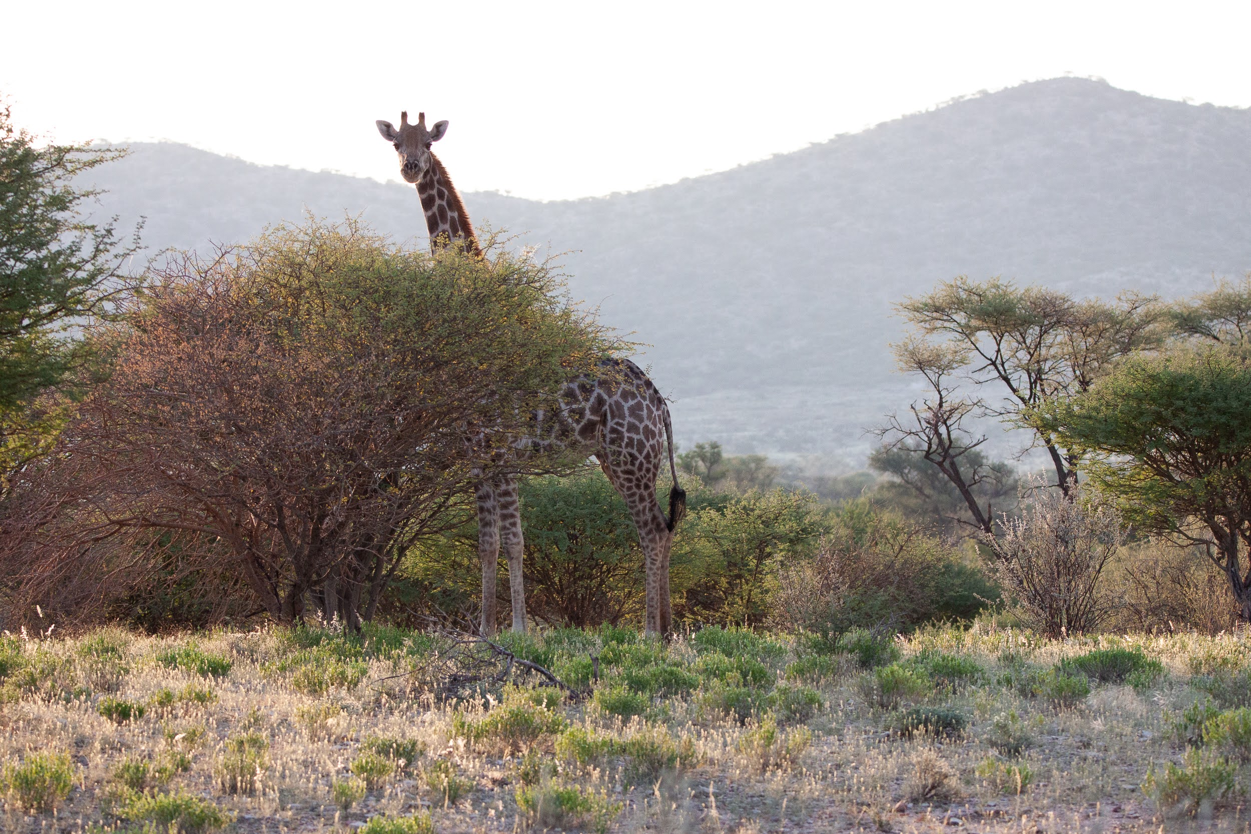 okavandu_namibia_game_drive_002.jpg