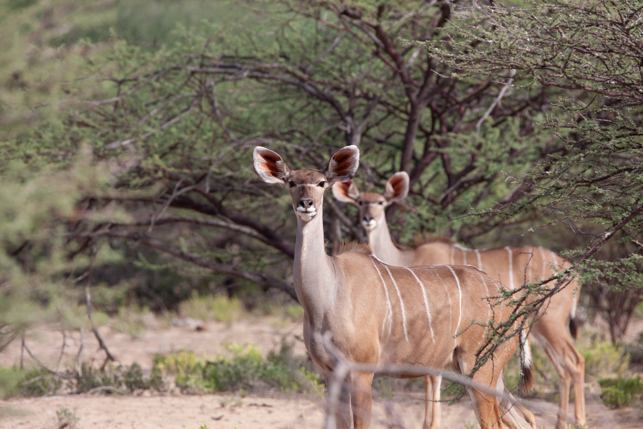 okavandu_namibia_game_drive_026.jpg