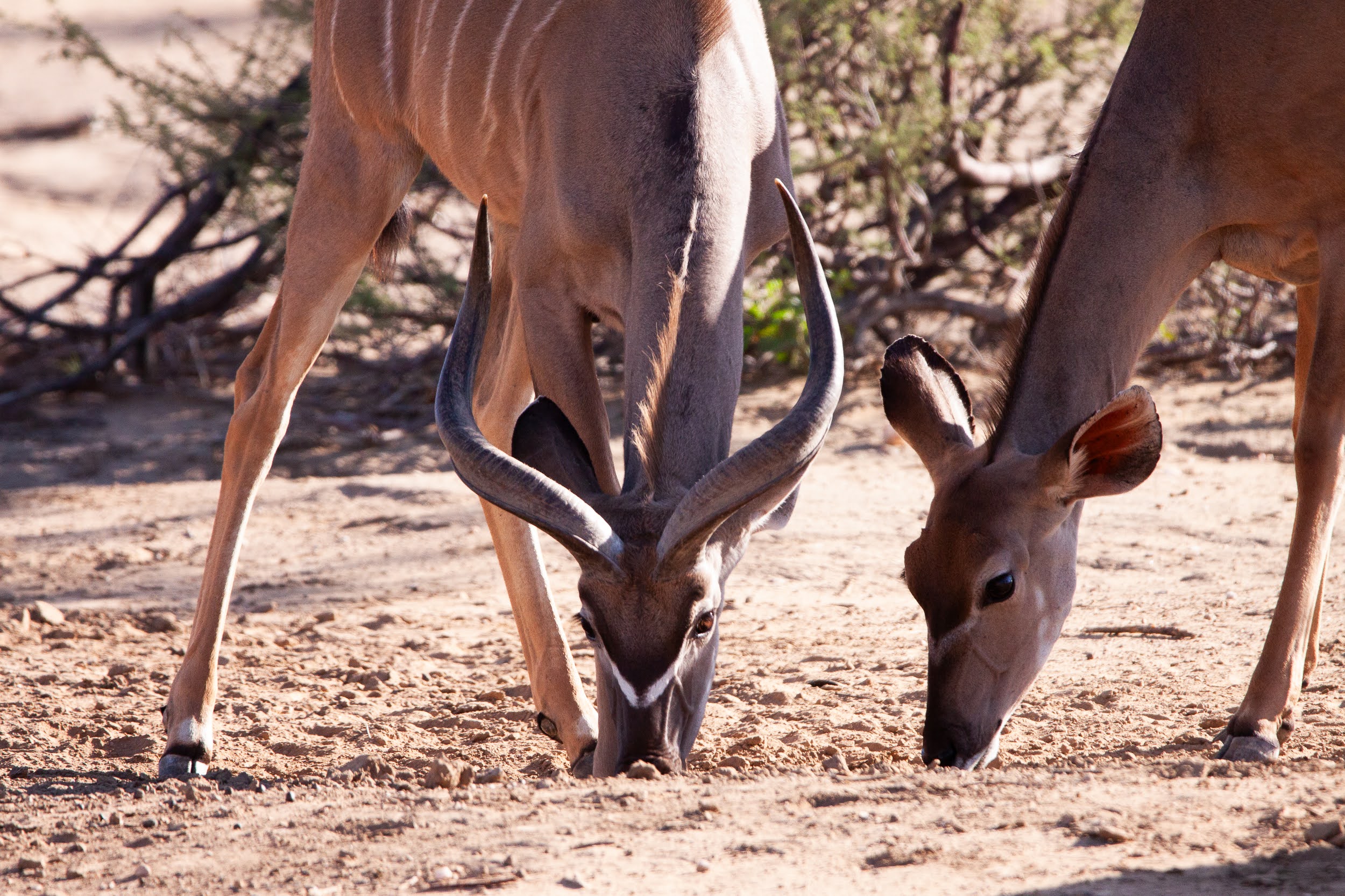 okavandu_namibia_game_drive_030.jpg
