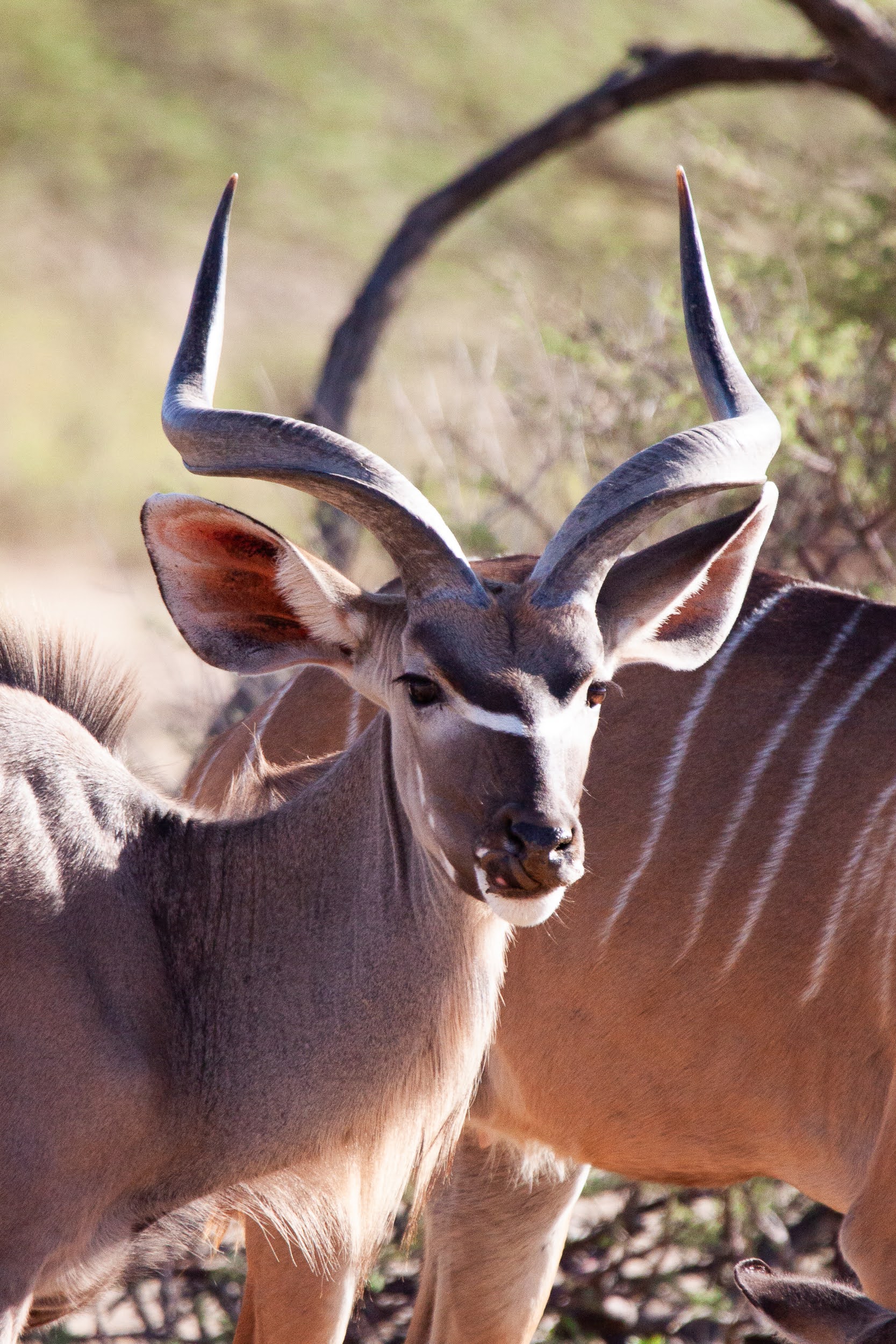 okavandu_namibia_game_drive_032.jpg