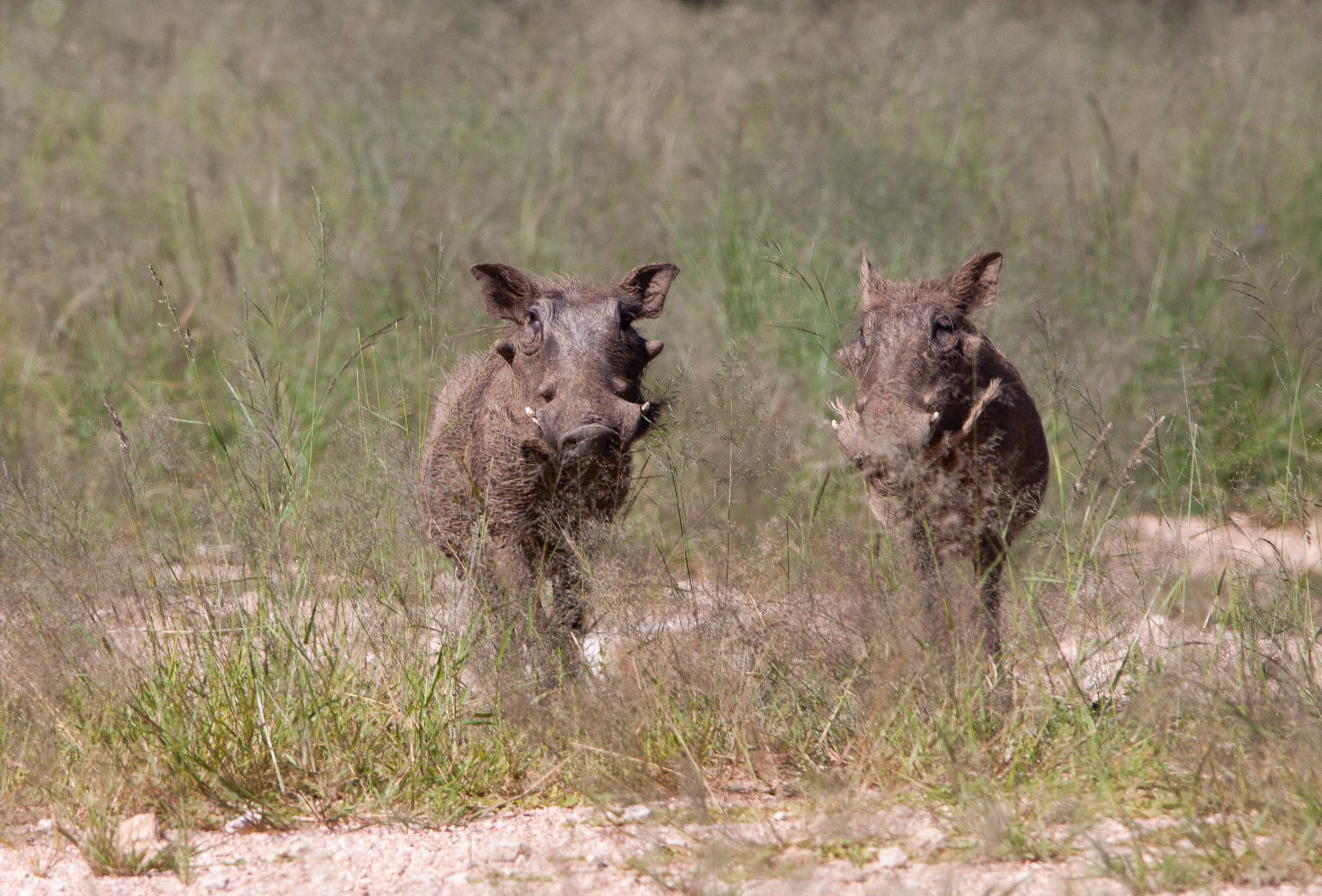 okavandu_namibia_game_drive_047.jpg