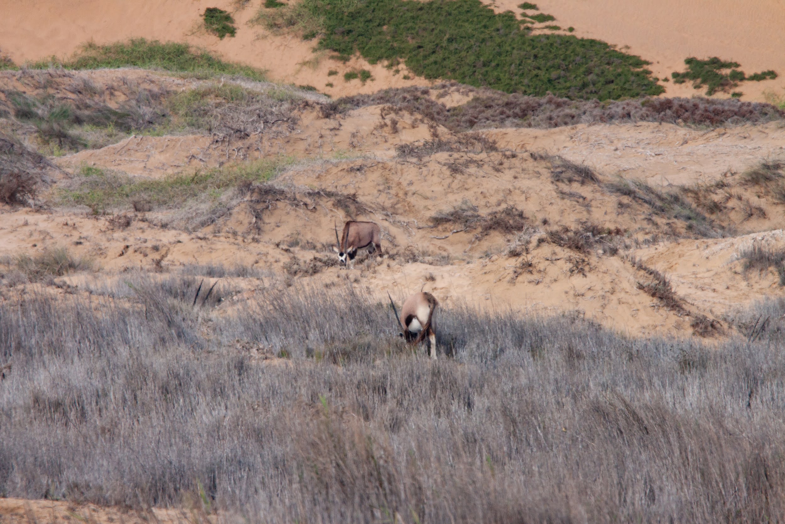 okavandu_namibia_game_drive_054.jpg